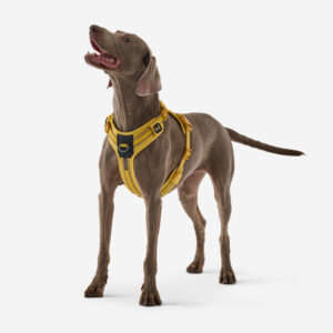 Postroj na psa Outdoor 500 žltý SOLOGNAC