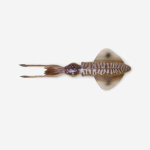 Umelá nástraha na morský rybolov 3D Swim Squid 125 cm Cuttlefish SAVAGE GEAR
